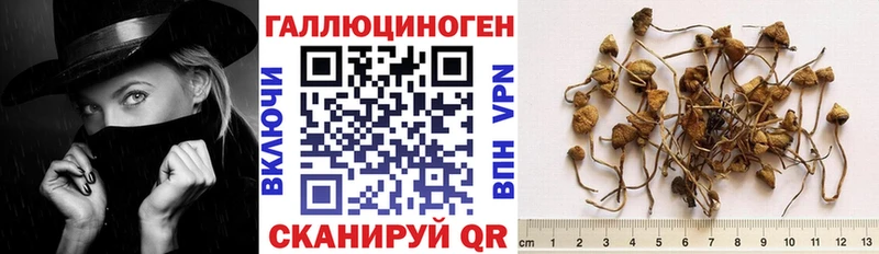 где можно купить наркотик Малгобек Псилоцибиновые грибы GOLDEN TEACHER